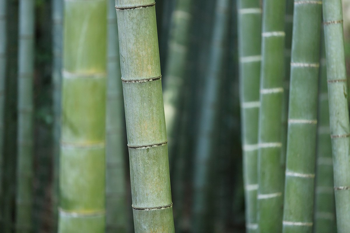 Large bamboo canes of the Giant Gray Bamboo, green canes with a white shade on it