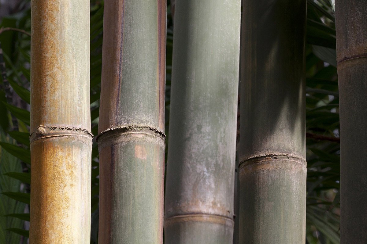 Culms of the Dendrocalamus Giganteus bamboo variety as an example for tall bamboo
