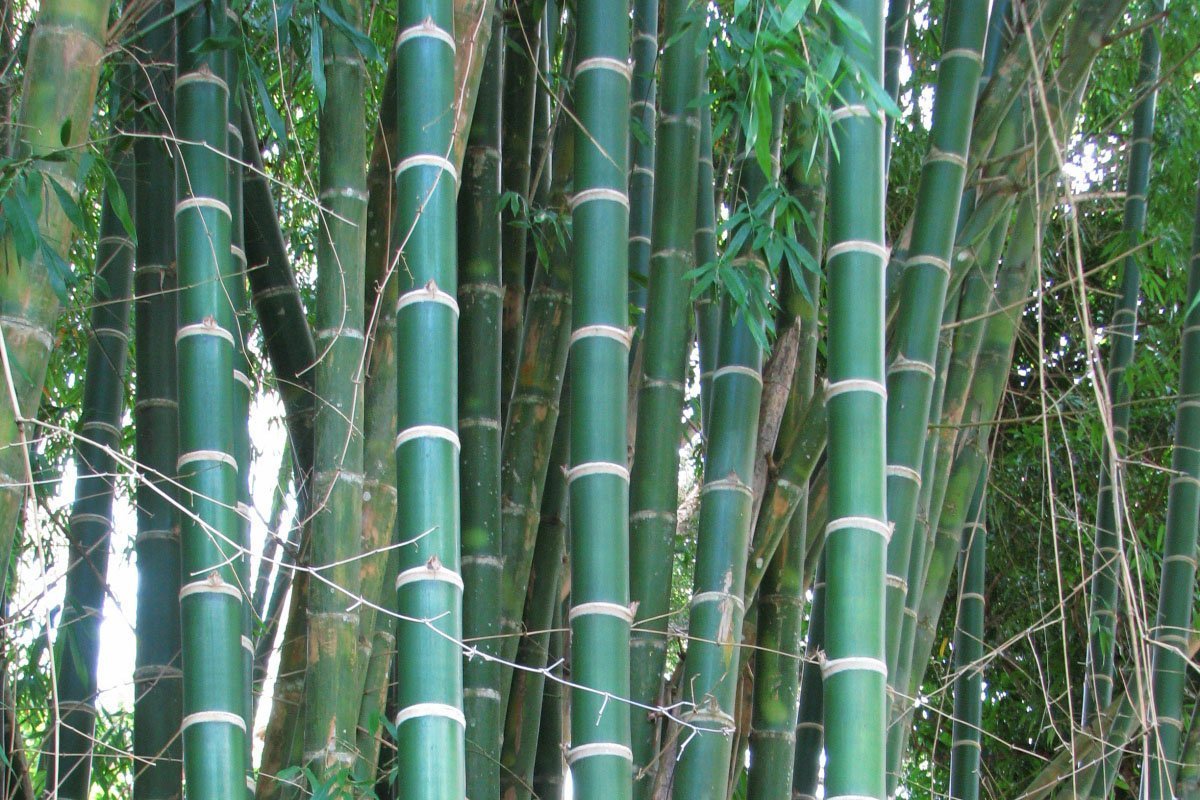 Guadua Bamboo is a tall green timber bamboo with a white stripe around the nodes