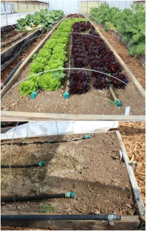 Dual System DIY Irrigation