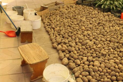 Как защитить картофель от мышей и крыс ?