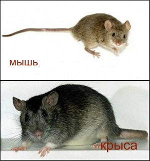 Отличие мышей от крыс