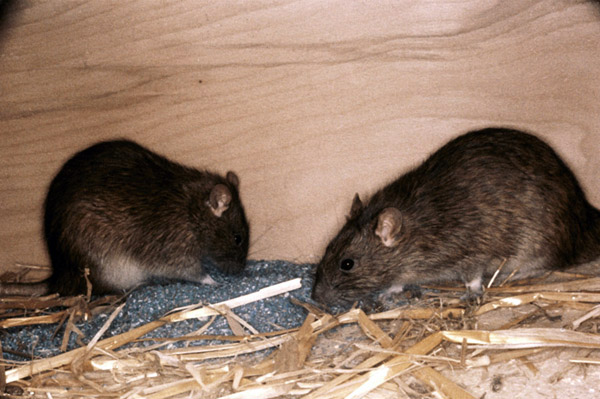 Крысы и мыши