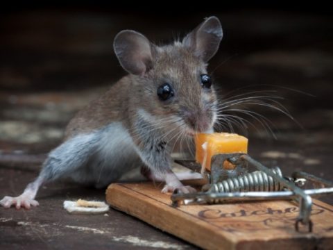 Как вывести мышей из дома: самые эффективные способы