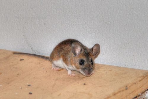 Мышь в доме