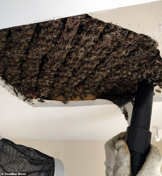 Up to 40,000 bees were removed from a ceiling in Brighton after they moved in in 2017
