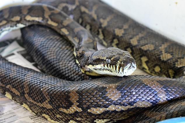 Carers are confident the python can make a full recovery after 511 ticks were removed from his body