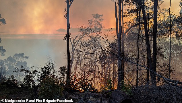 The fire (pictured above) broke out in Springwood, west of the Gold coast, on Thursday