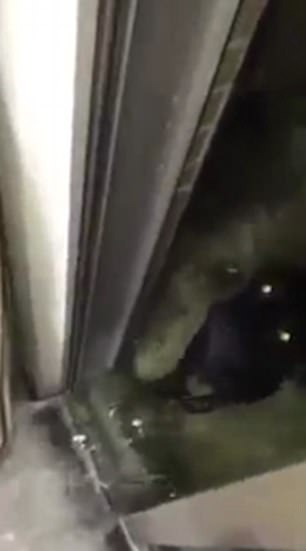 This is the hilarious moment a pet owner returns home from work to find his ninth-storey flat flooded with water after his new puppy managed to turn on a tap