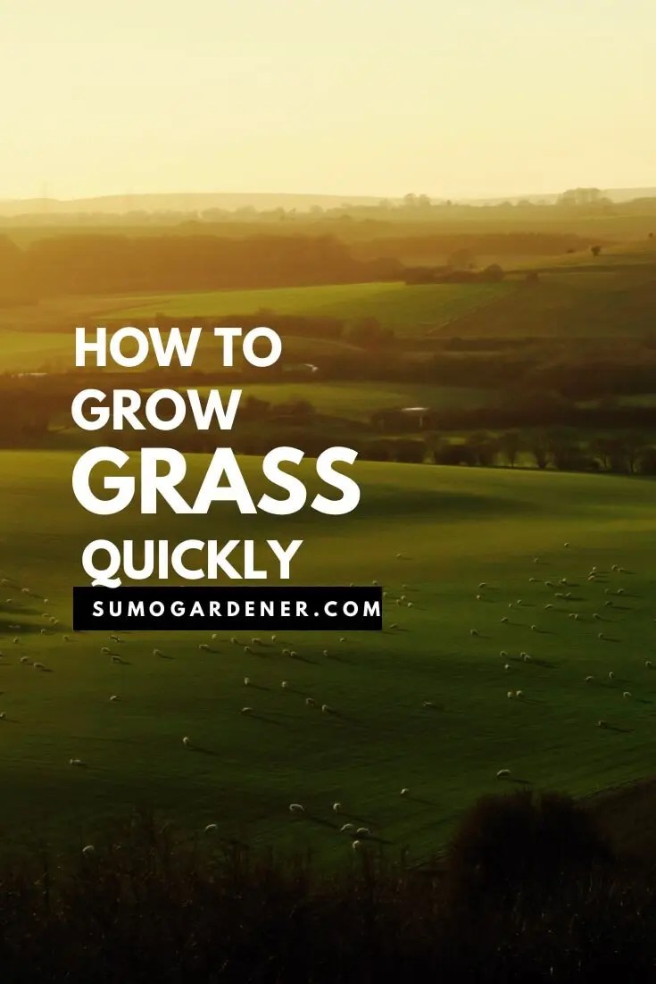 How to grow grass quickly