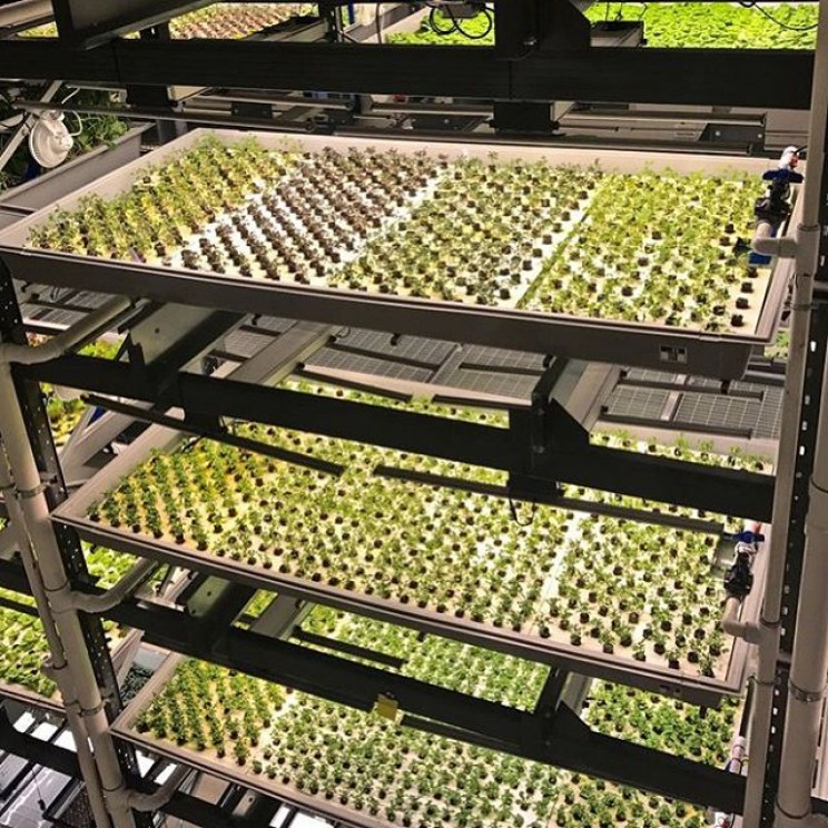 13 Vertical Farming Innovations That Could Revolutionize Agriculture