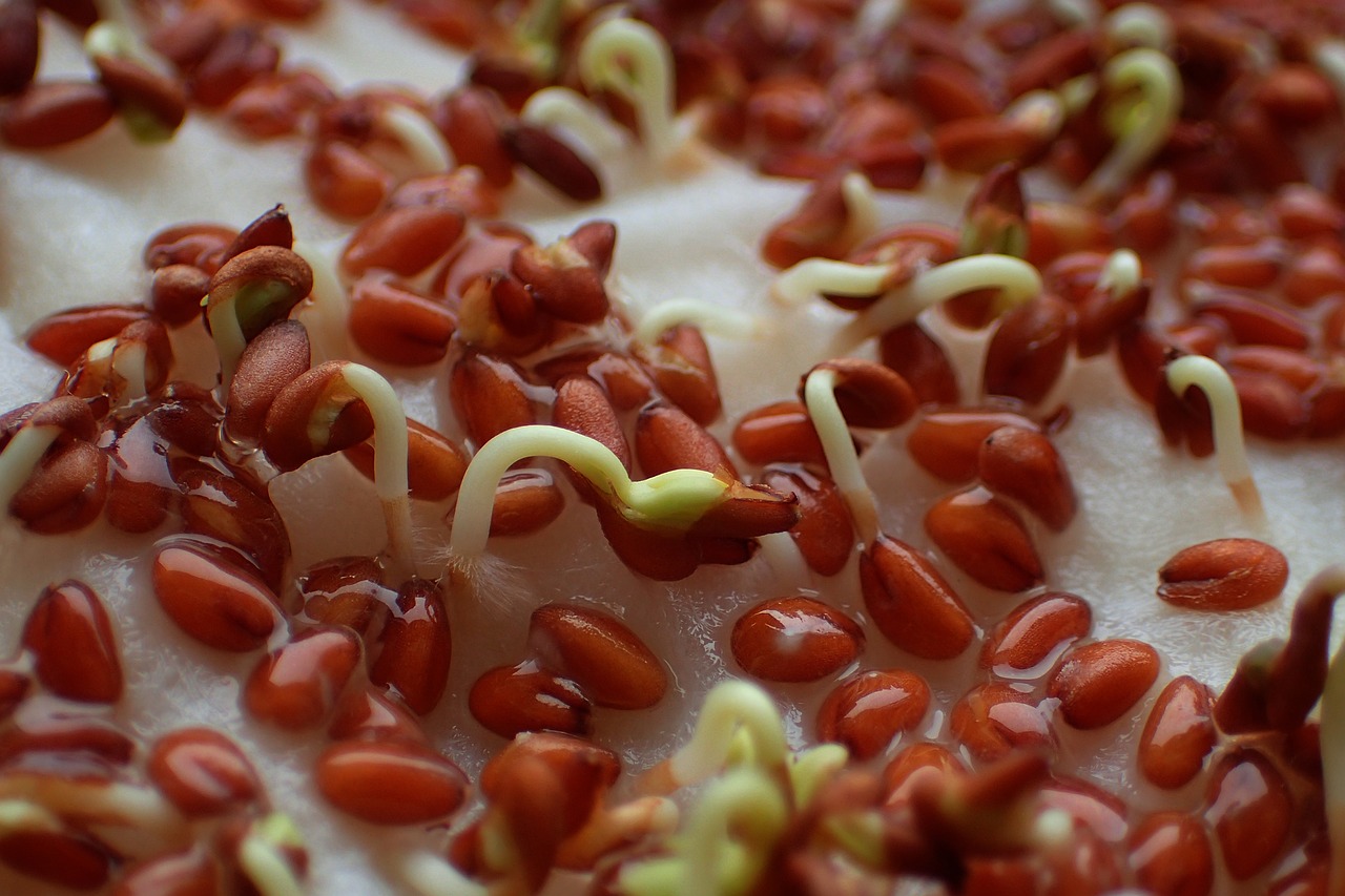 soaking seeds for germination