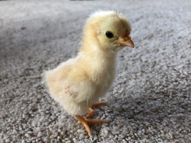 Once you help a chick hatch, you will have an adorable chick like this one