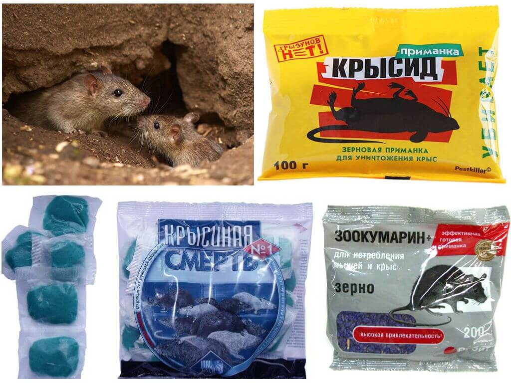 Использование ядохимикатов против грызунов