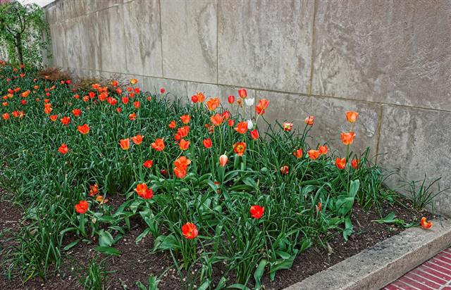 Red Tulip Flowerbed