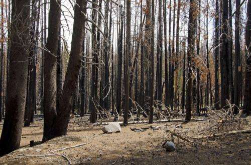 Long-term changes in dead wood reveal new forest dynamics