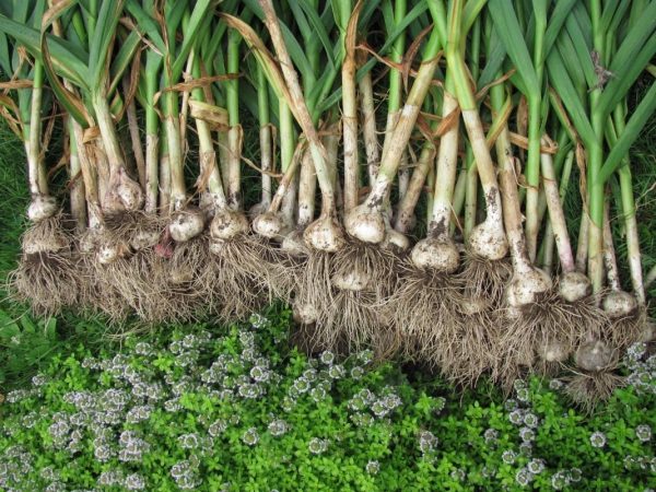 garlic-7