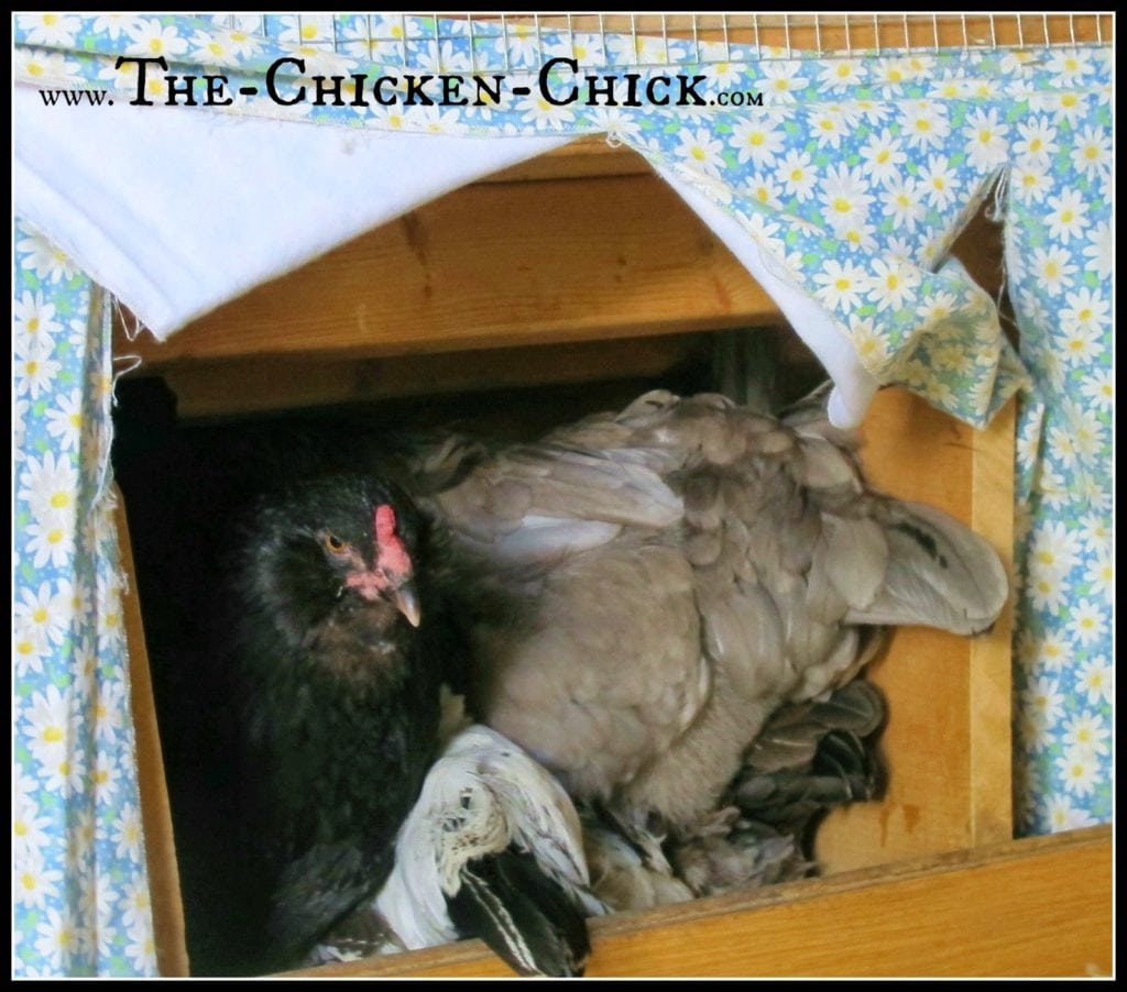 Be creative with nest boxes, the options are limitless: clean, empty kitty litter containers, 5 gallon buckets, baskets and upcycled televisions and computer monitors all work for laying hens!