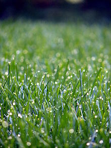 Lawn grass.jpg