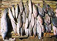 Fish from the River Nile