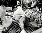 Image of a cow tied down on a grid for inspection