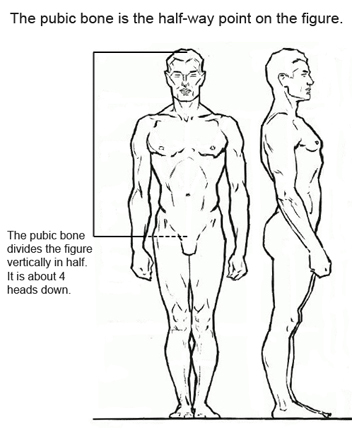 Proportions of the figure