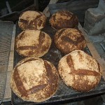 Sourdough bread baking. Sourdough breads baking.