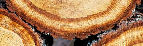 wood cells absorb moisture